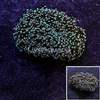 Green Tip Frogspawn Coral Indonesia (click for more detail)
