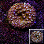 Turbinaria Coral Indonesia (click for more detail)