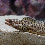 Mexican Moray Eel  (click for more detail)