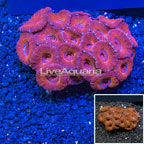 Acan Lord Coral Australia (click for more detail)
