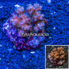 Pink Pocillopora Coral Indonesia (click for more detail)