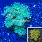 Duncan Coral Australia (click for more detail)