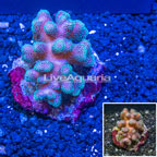 Stylophora Coral Indonesia (click for more detail)