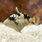 Yellowmargin Triggerfish (click for more detail)