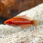 McCosker's Flasher Wrasse (click for more detail)