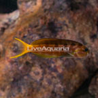 Gold Midas Blenny (click for more detail)