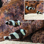 Saddleback Clownfish, Pair (click for more detail)