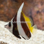Heniochus Black and White Butterflyfish [Blemish] (click for more detail)