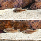 Oxina Cardinalfish (Trio) (click for more detail)