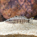 Harlequin Bass (click for more detail)