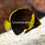 Blueline Angelfish (click for more detail)