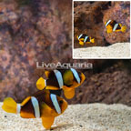 Clarkii Clownfish, Pair (click for more detail)