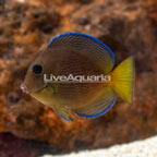 Caribbean Blue Tang (click for more detail)
