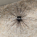 Black Longspine Urchin  (click for more detail)