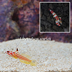 Yasha Goby, Female w/RBPS (click for more detail)