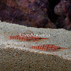Longnose Hawkfish (Bonded pair) (click for more detail)