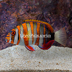 Philippines Harlequin Tusk (click for more detail)
