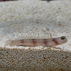 Wide-Barred Goby (click for more detail)