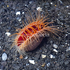 Flame Scallop, Red [Expert Only] (click for more detail)