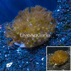 Yellow Colony Polyp Indonesia (click for more detail)