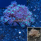 Giant Palm Tree Coral Indonesia (click for more detail)
