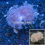 Silver Branch Pumping Xenia Coral Indonesia (click for more detail)