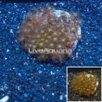 Yellow Colony Polyp Indonesia (click for more detail)