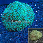 Hammer Coral Vietnam (click for more detail)