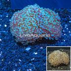 Hammer Coral Vietnam (click for more detail)