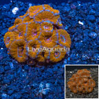 Acan Lord Coral Australia (click for more detail)