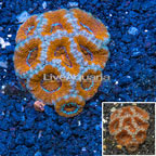 Acan Lord Coral Australia (click for more detail)