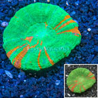 Scolymia Coral Australia (click for more detail)