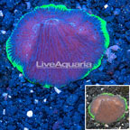 Aussie Fragile Plate Coral (click for more detail)