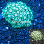 Alveopora Coral Vietnam (click for more detail)