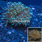 Torch Coral Vietnam (click for more detail)