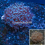 Torch Coral Vietnam (click for more detail)