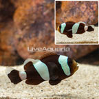 Saddleback Clownfish (click for more detail)