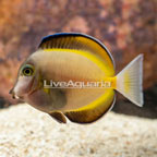 Powder Brown Tang (click for more detail)