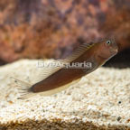 Bicolor Blenny (click for more detail)