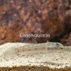 Sleeper Striped Goby [Blemish] (click for more detail)