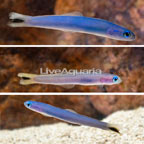 Blue Gudgeon Dartfish (Trio)  (click for more detail)