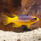 Spanish Hogfish (click for more detail)