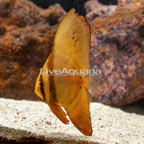 Orbiculate Batfish [Expert Only] [Blemish] (click for more detail)