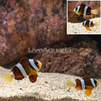 Clarkii Clownfish, Pair (click for more detail)