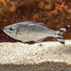 Flagtail Grunt (click for more detail)