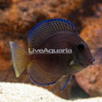 Caribbean Blue Tang (click for more detail)