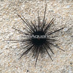 Black Longspine Urchin  (click for more detail)