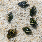 Dove Snail, Group of 6 (click for more detail)