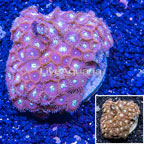 Zoanthus Coral Indonesia (click for more detail)