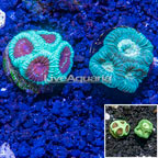 LiveAquaria® Two Pack Cultured Goniastrea Brain Coral (click for more detail)